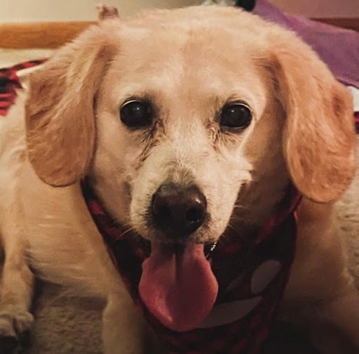 Personalized pet memorial planter for WILLY - March 2026