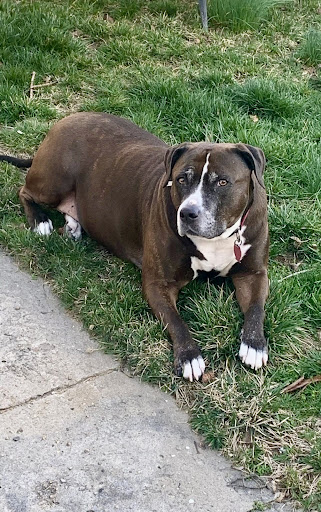 Personalized pet memorial planter for JADA - March 2026