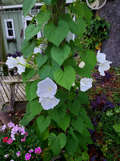 The Happy Moose garden