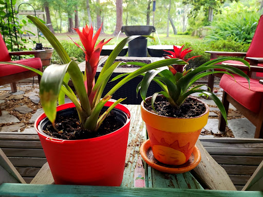 The Happy Moose garden