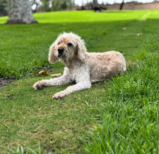 Personalized pet memorial planter for LOLA - May 2026