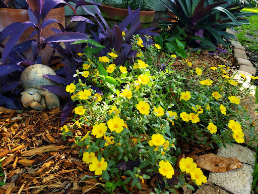 The Happy Moose garden