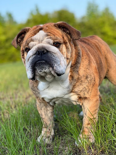 Personalized pet memorial planter for TUCKER - February 2026