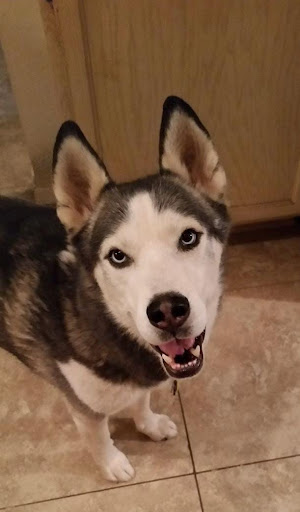 Personalized pet memorial planter for ATLAS - April 2026