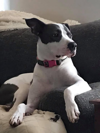 Personalized pet memorial planter for GRACIE - May 2026