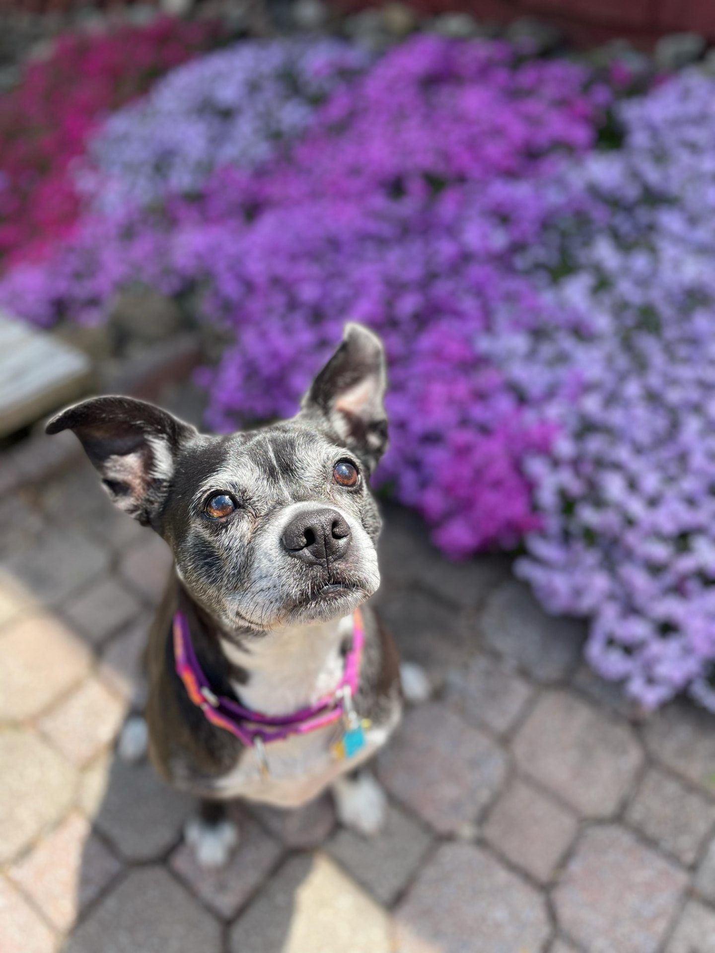 Personalized pet memorial planter for GERTIE - August 2026