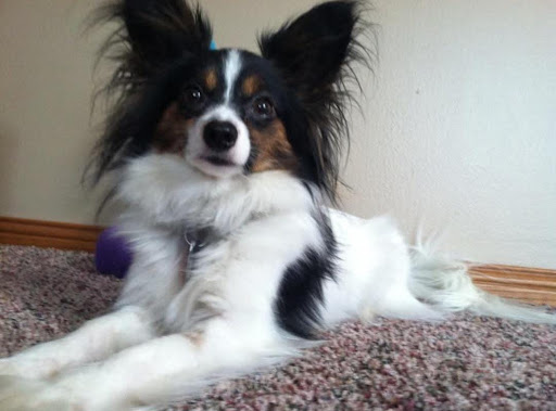Personalized pet memorial planter for SCRIBBLES- May 2026