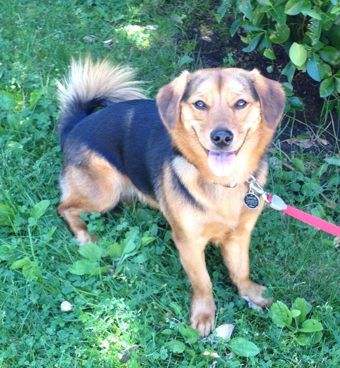 Personalized pet memorial planter for Sayde - June 2026