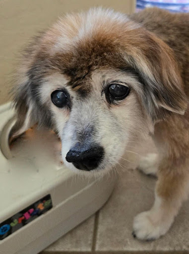 Personalized pet memorial planter for CALLIE - October 2025