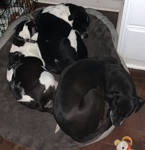 Personalized pet memorial planter for COOPER, DIXIE, CHICO - August 2025