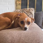 Personalized pet memorial planter for SUZY - October 2025