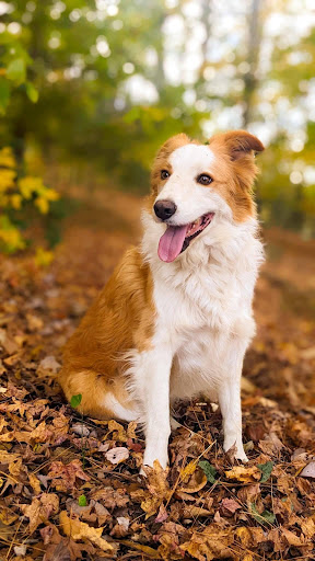 Personalized pet memorial planter for SOJO - September 2025