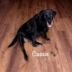 Personalized pet memorial planter for CASSIE - March 2026