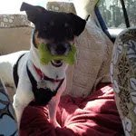 Personalized pet memorial planter for IKE - October 2025