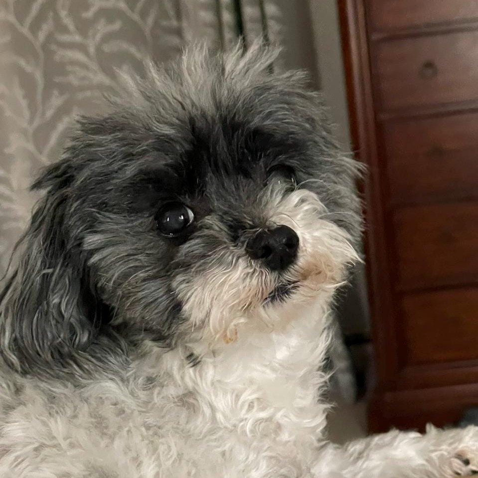 Personalized pet memorial planter for SCARLETT - September 2026