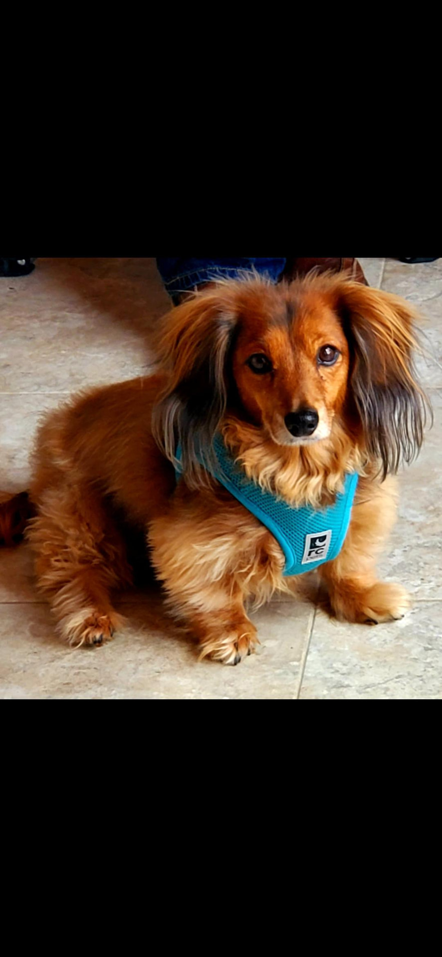 Personalized pet memorial planter for Alvin - July 2026