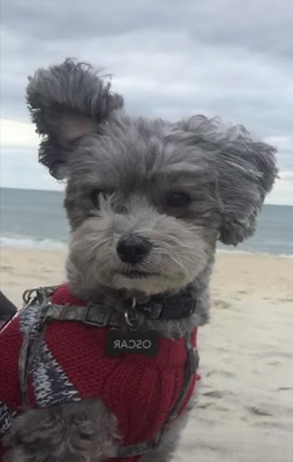 Personalized pet memorial planter for OSCAR - May 2026