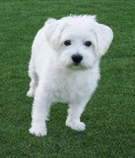 Personalized pet memorial planter for TOBY - March 2026