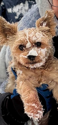 Personalized pet memorial planter for LUCY - January 2026