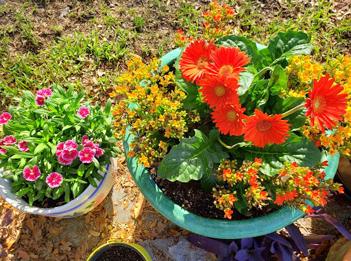 The Happy Moose garden