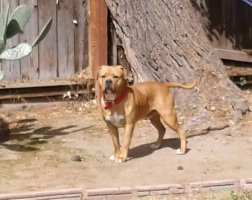 Personalized pet memorial planter for LUKE - March 2026
