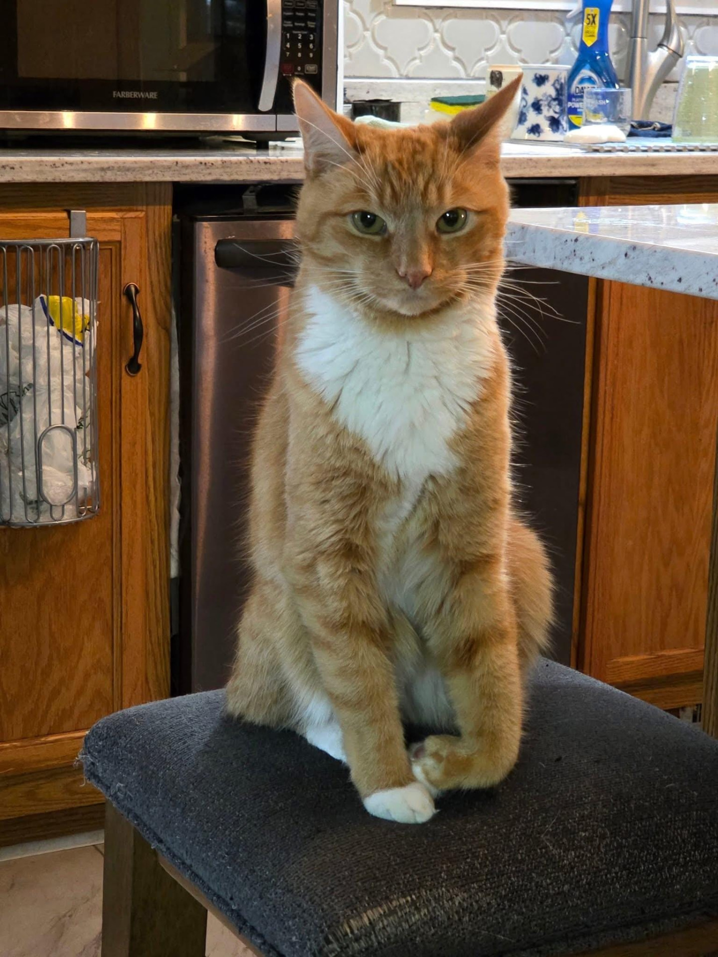 Personalized pet memorial planter for Gus - May 2026