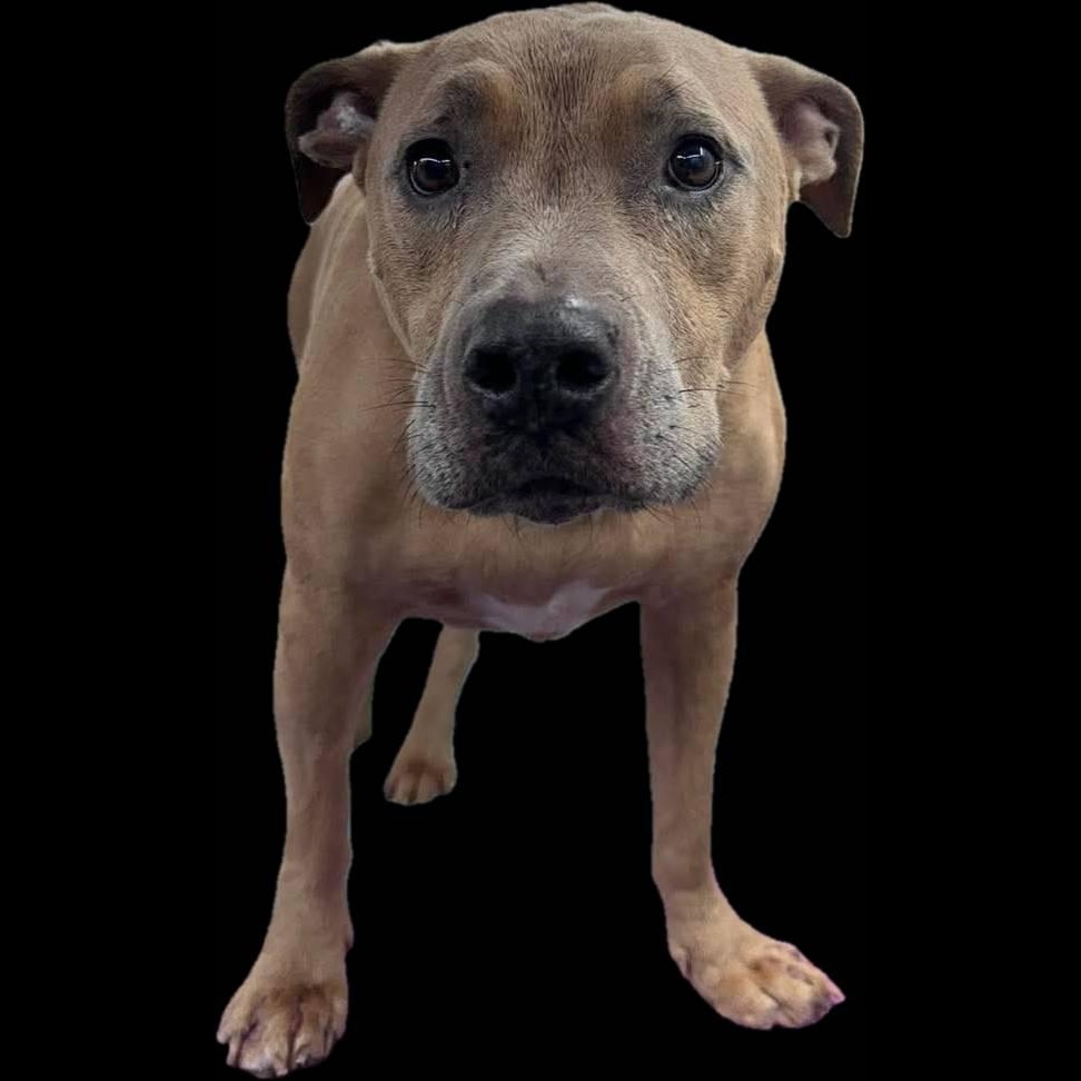 Personalized pet memorial planter for SIERRA - August 2026