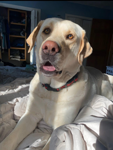 Personalized pet memorial planter for TOBY - January 2026